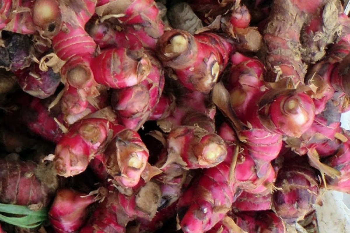 Ginger from Indonesia